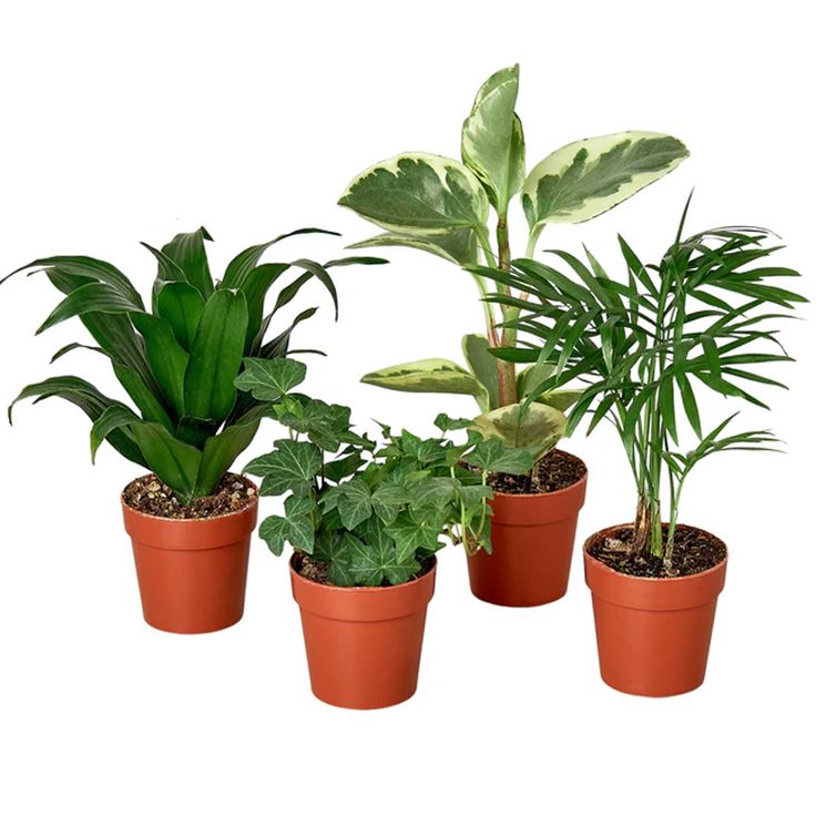Indoor Green Bundle – Set of 4 Easy-Care Plants