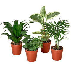 Indoor Green Bundle – Set of 4 Easy-Care Plants