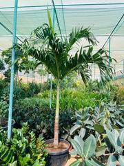 Veitchia Merrillii