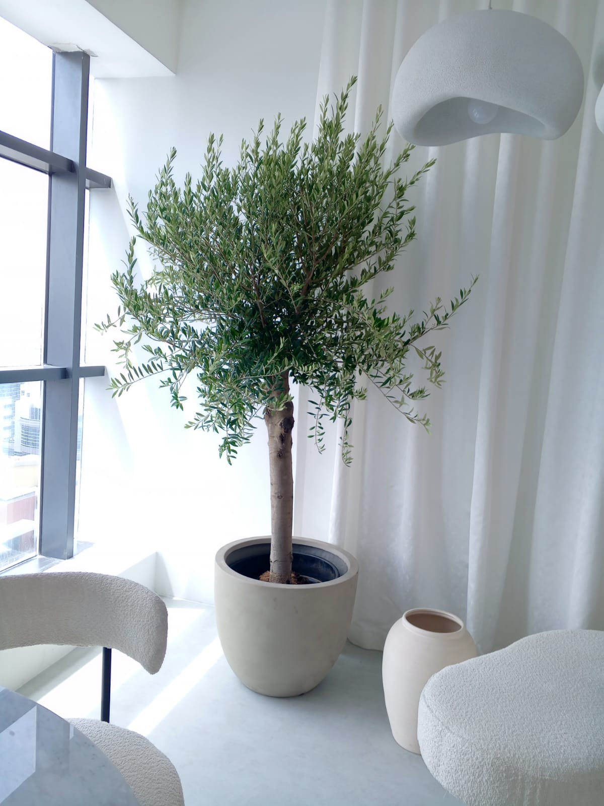 Olive Tree 150-160cm