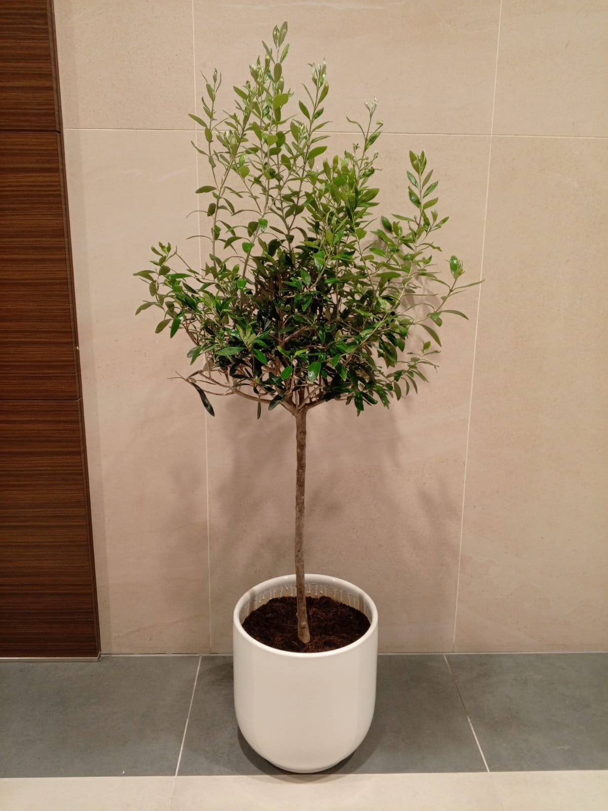 Olive Tree Mediterranean