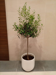 Olive Tree Mediterranean