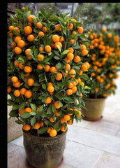 Citrus Lime in Ceramic Pot