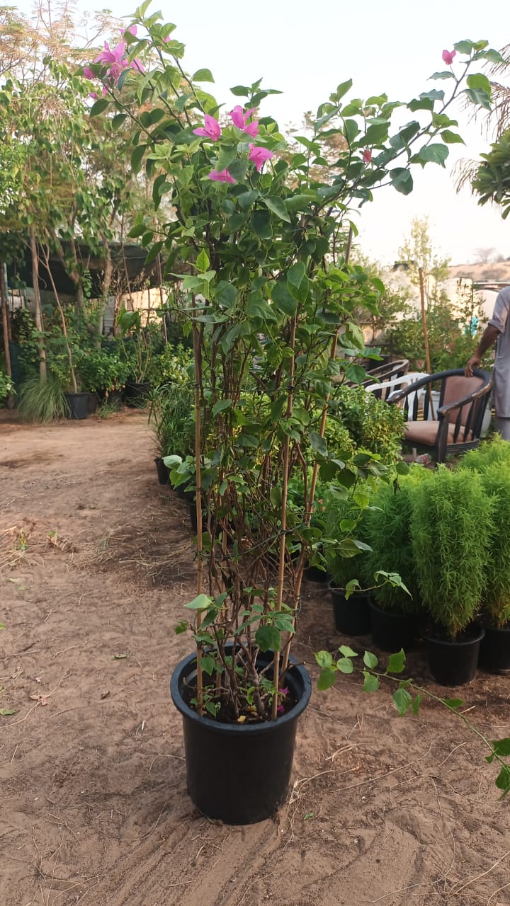 Bougainvillea Tall