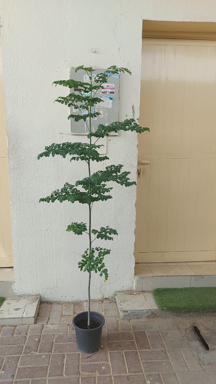 Moringa Oleifera (Drumstick Tree)