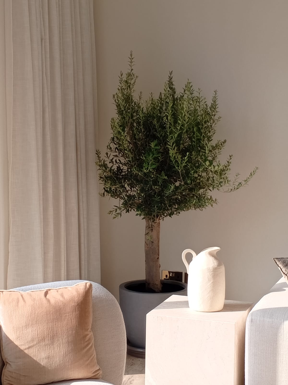 Olive Tree 150-160cm