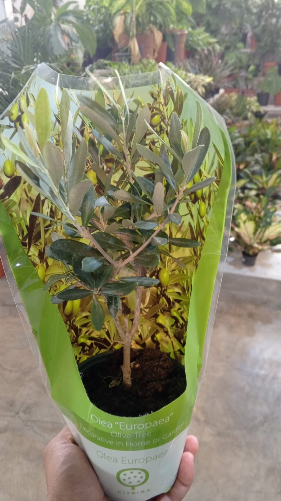 Olea Europaea 'Olive Tree' Dwarf