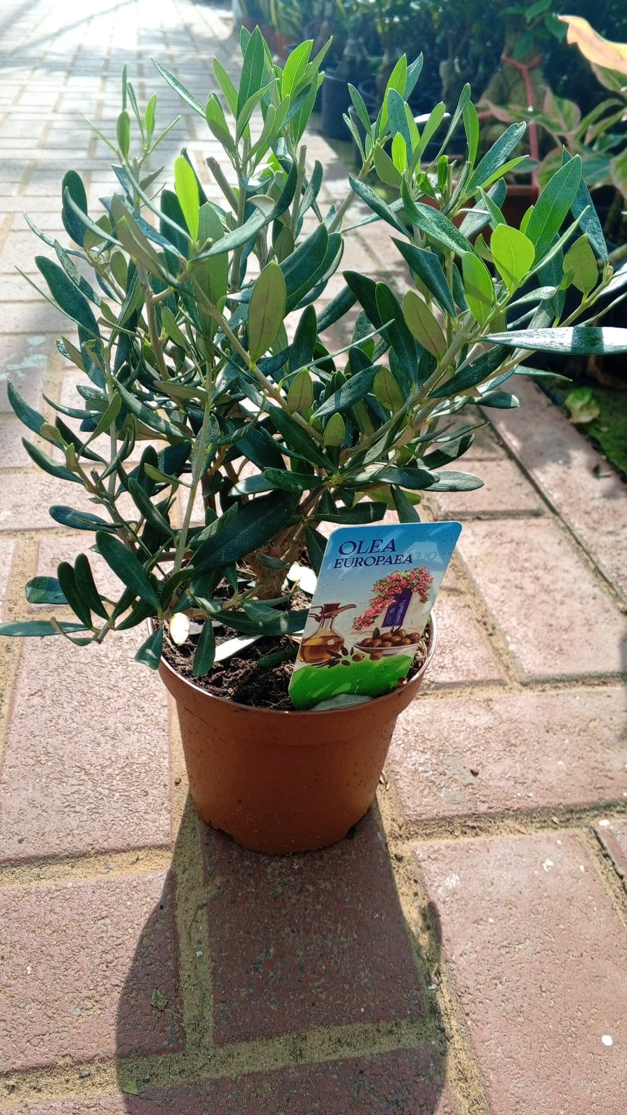 Olive Tree – Dwarf 20cm