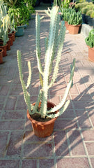 Euphorbia Lactea ‘White Ghost’ Cactus