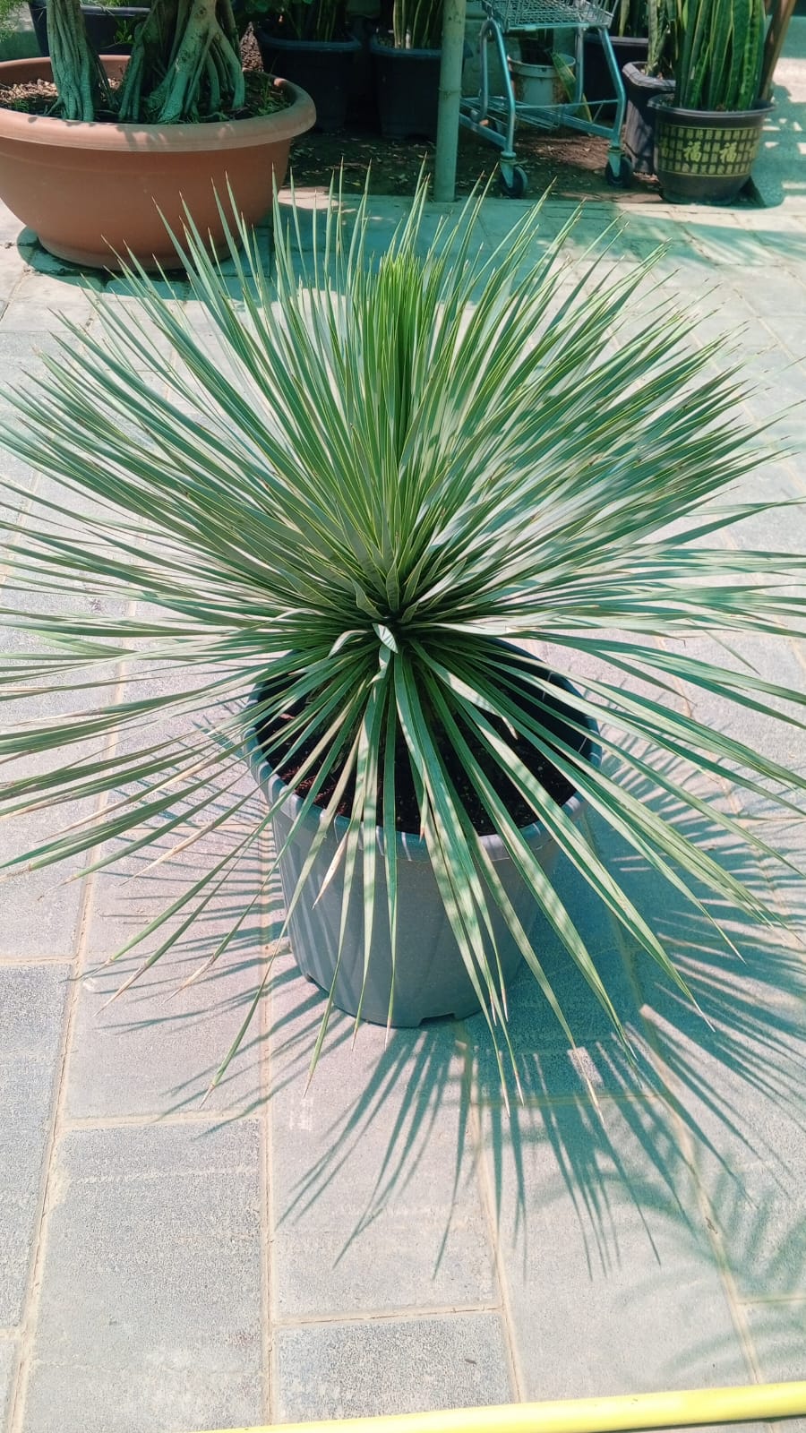 Yucca Rostrata – Premium Architectural