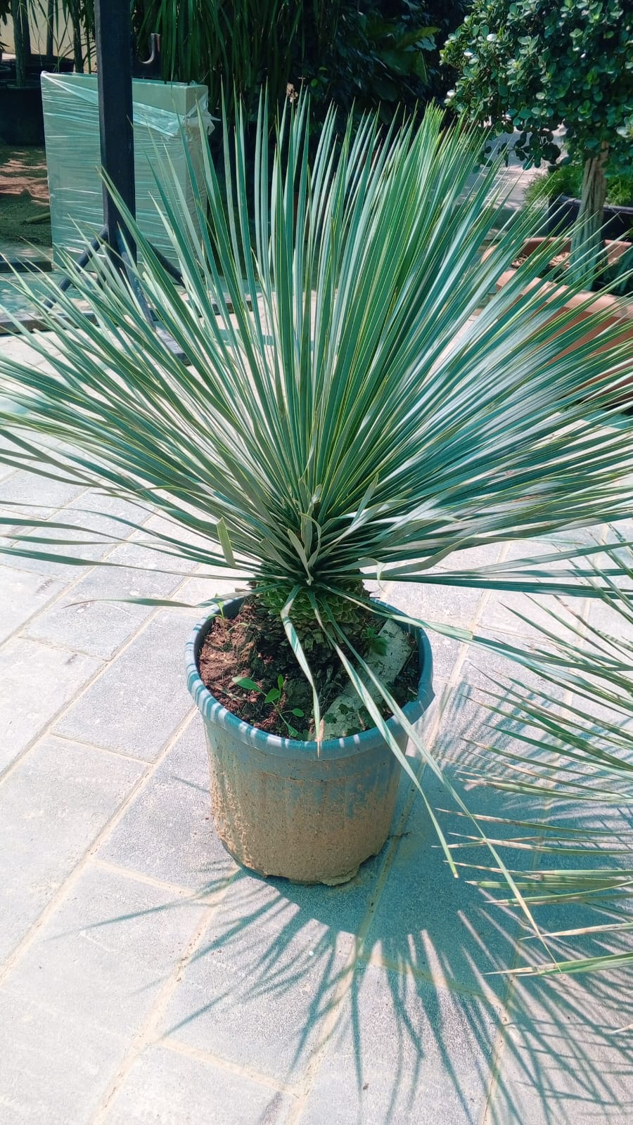 Yucca Rostrata – Premium Architectural