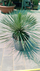 Yucca Rostrata – Premium Architectural