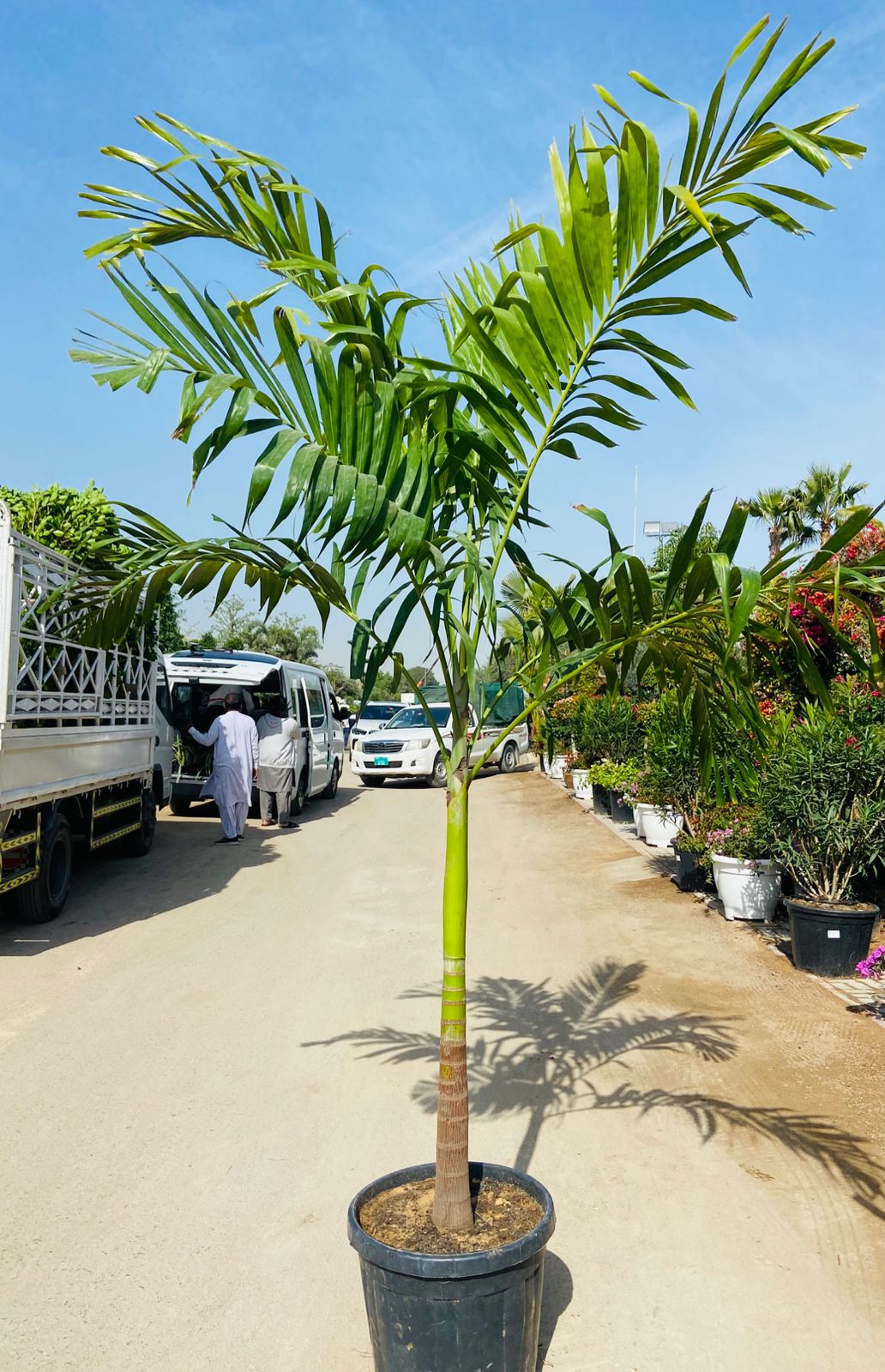 Manila Palm (Veitchia merrillii)