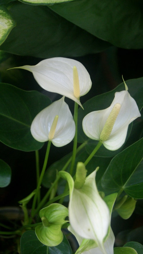 Anthurium White