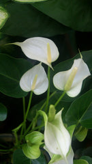 Anthurium White