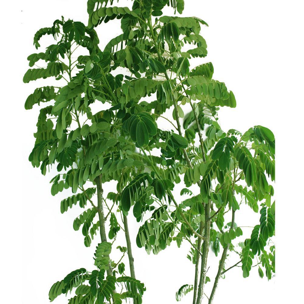 Peltophorum Inerme (Copperpod/Yellow Poinciana/Yellow Flame Tree)