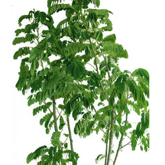 Peltophorum Inerme (Copperpod/Yellow Poinciana/Yellow Flame Tree)