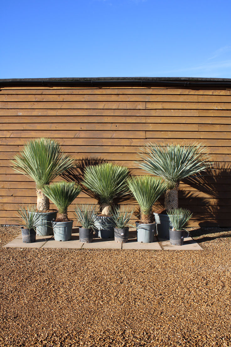 Yucca Rostrata – Premium Architectural