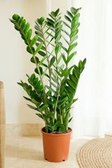Zamioculcas zamiifolia (ZZ Plant / Zamia Plant)