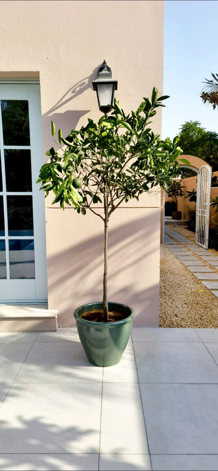Citrus Orange Tree