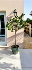 Citrus Orange Tree