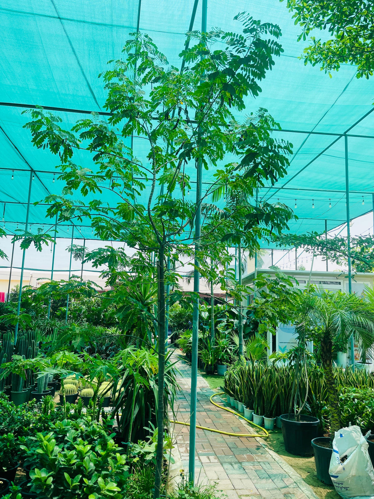 Acacia Tree