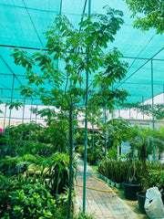 Acacia Tree