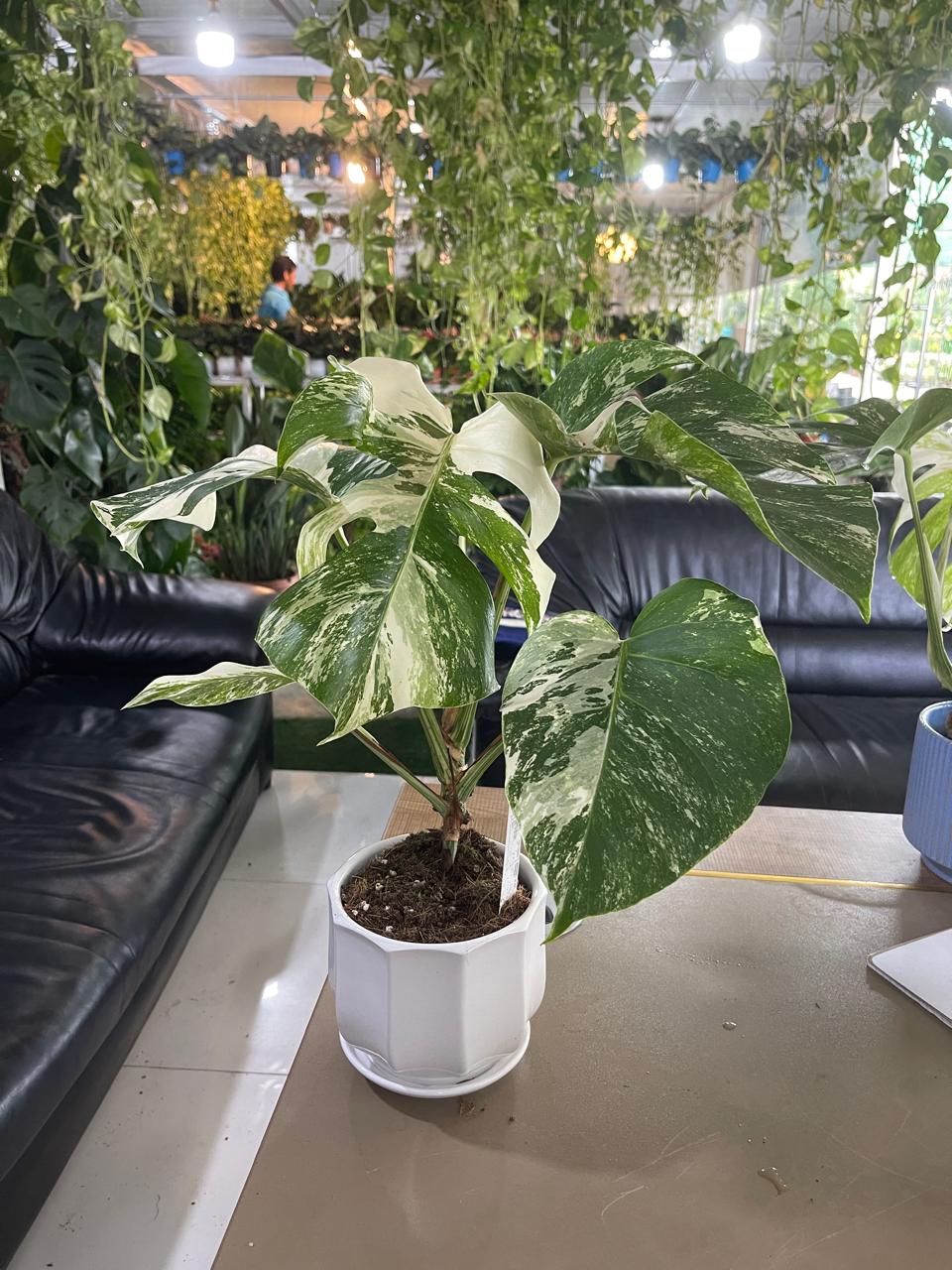 Monstera Albo Variegata