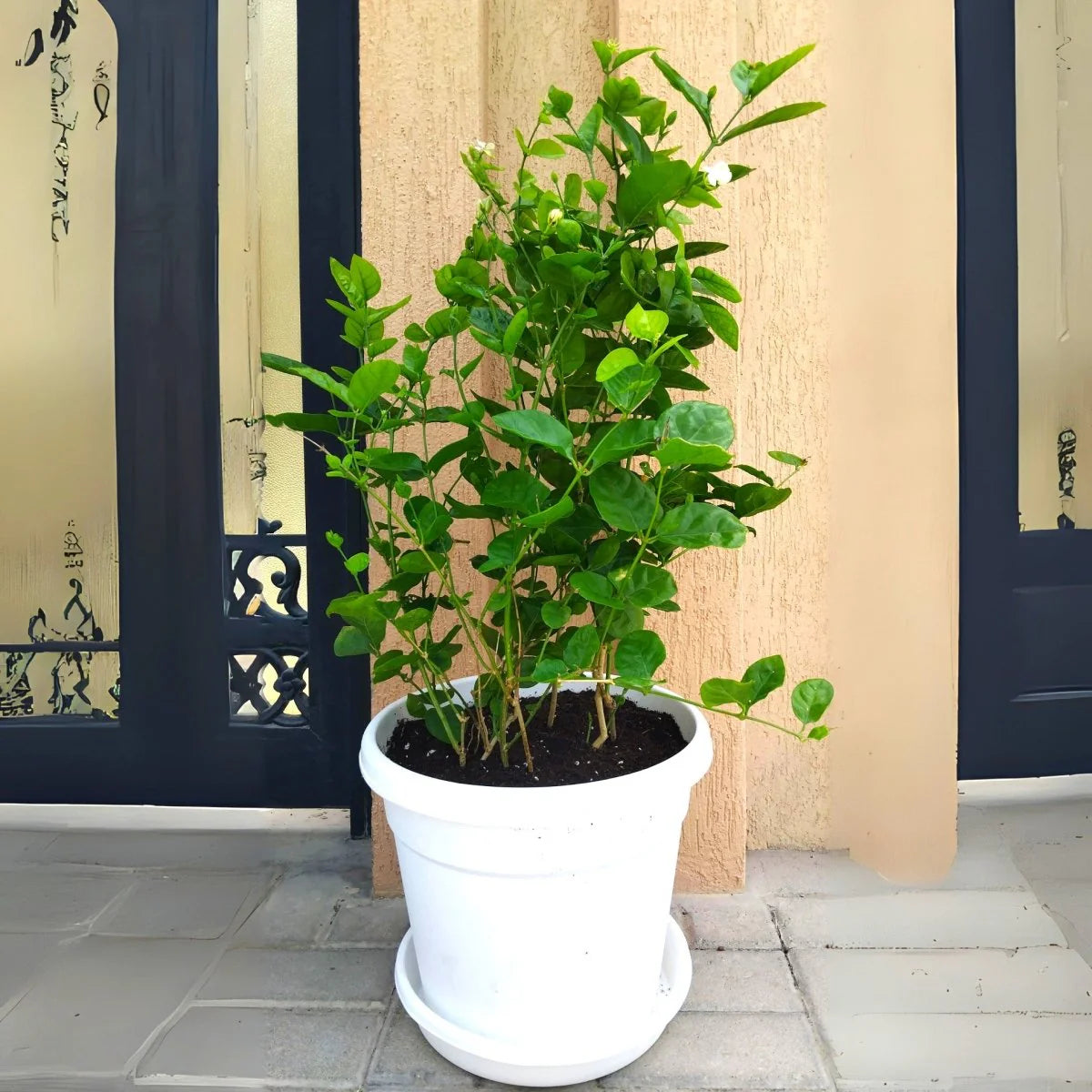 Jasmine Sambac (Jasminum sambac)