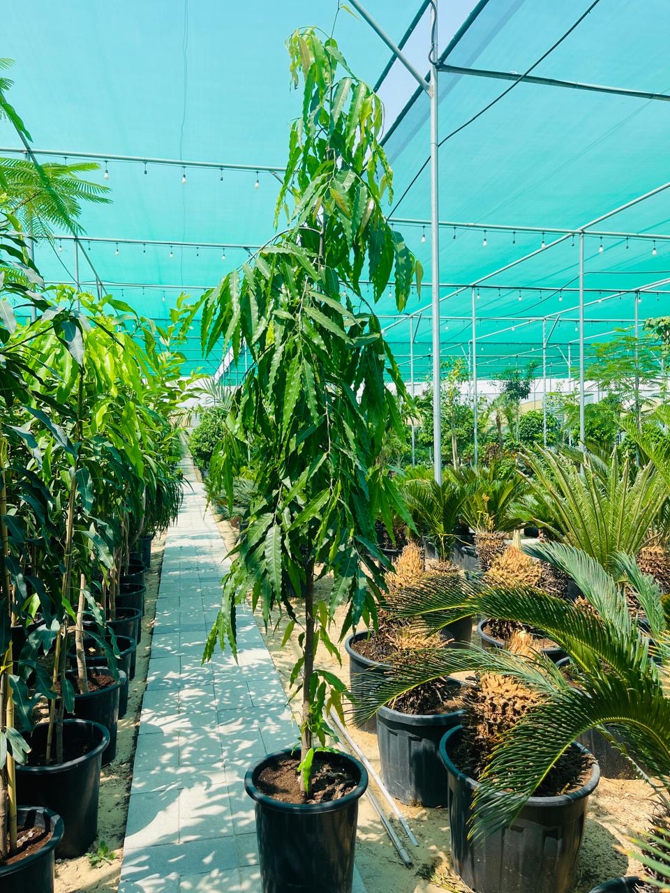 Ashoka Tree (Saraca asoca)