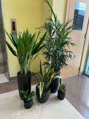 Indoor Plants Set of 5 – Low to Zero Maintenance