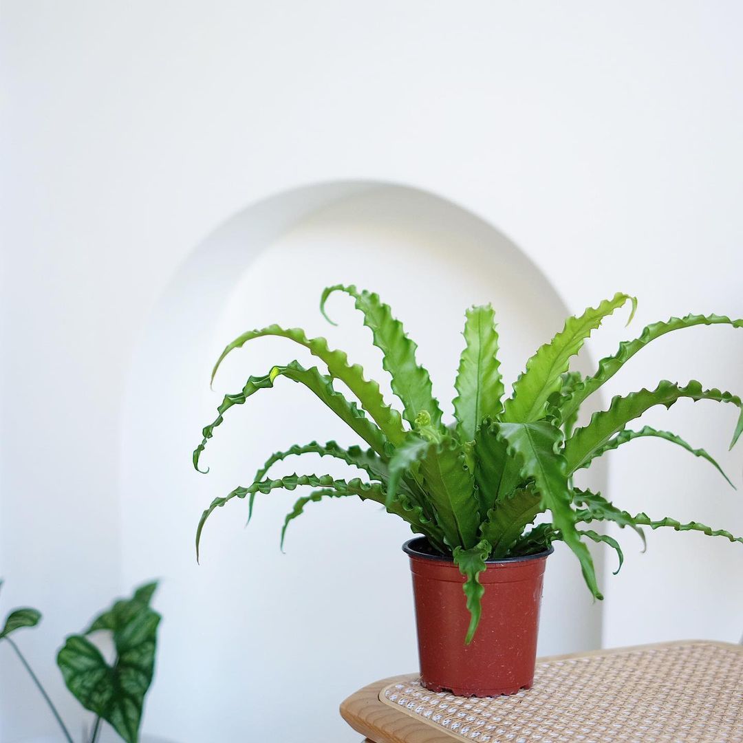 Bird's Nest Fern