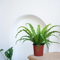 Bird's Nest Fern