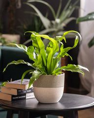 Bird's Nest Fern