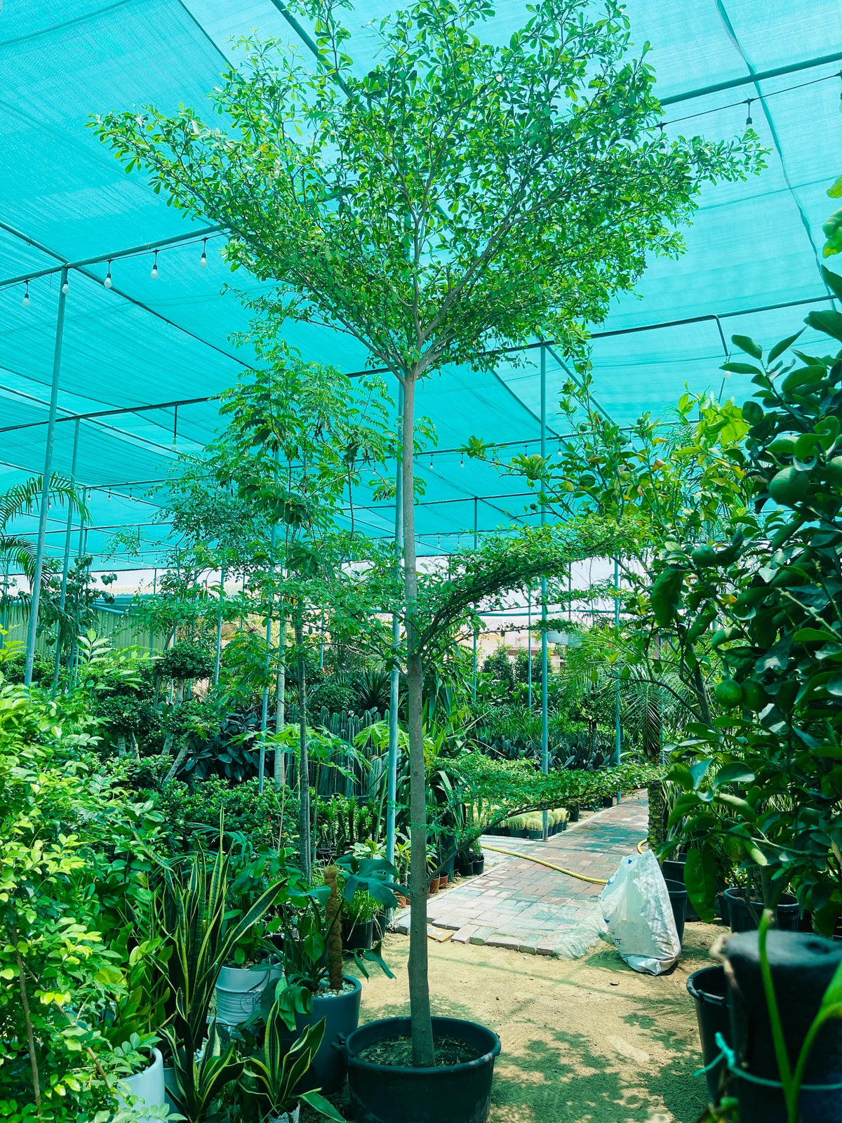 Bucida buceras "Black Olive Tree"