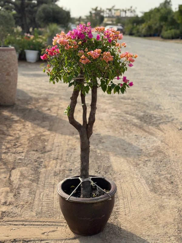 Bougainvillea Specimen "Single Head"