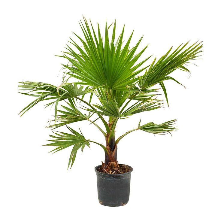 Washingtonia Robusta