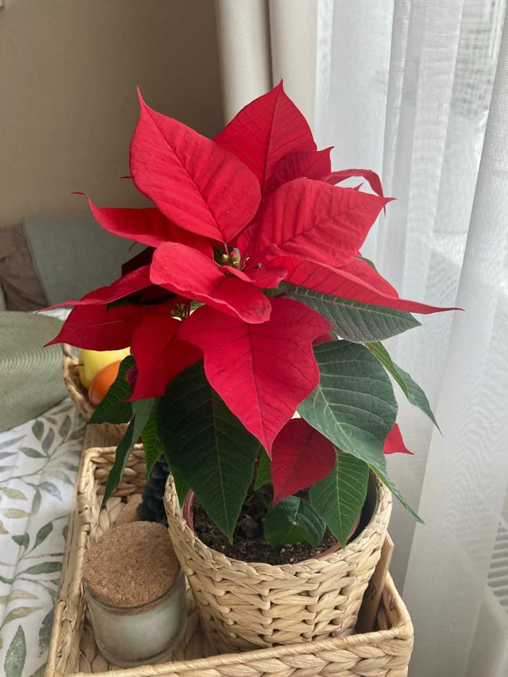 Pointsettia Christmas Red Flower