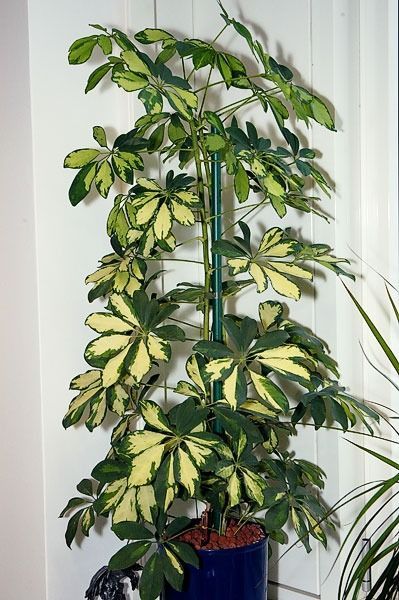 Schefflera arboricola ‘Variegata’