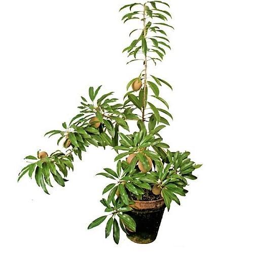 Chickoo Plant (Manilkara zapota)