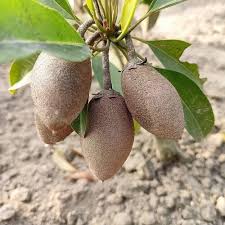 Chickoo Plant (Manilkara zapota)