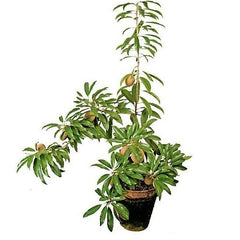 Chickoo Plant (Manilkara zapota)