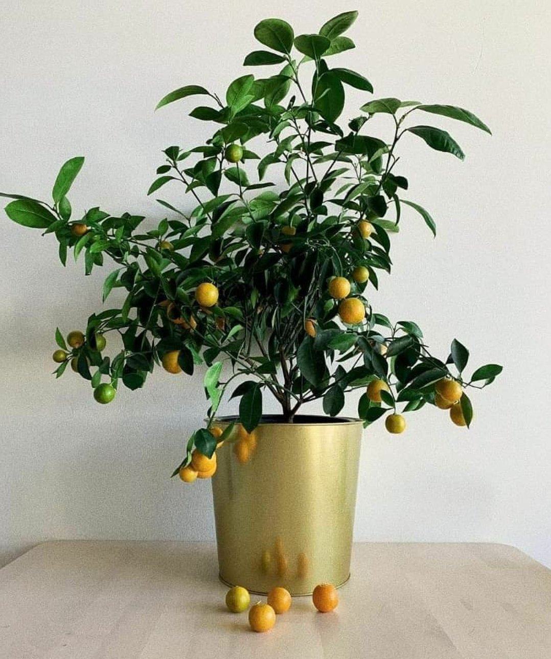 Citrus Microcarpa Lime