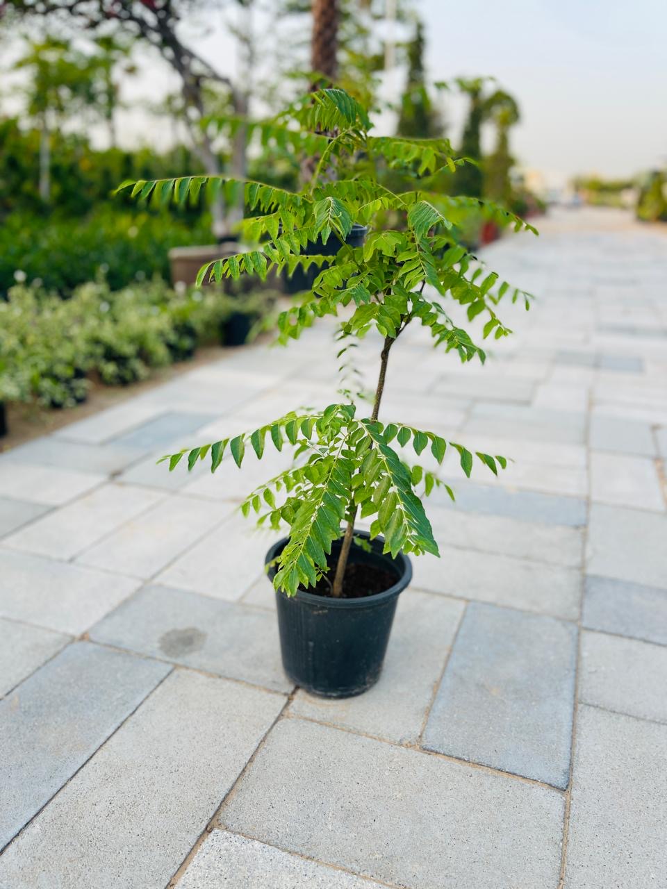 Curry Leaves Or Kadi Patta