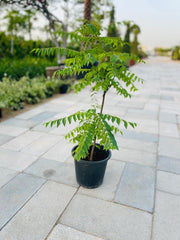 Curry Leaves Or Kadi Patta