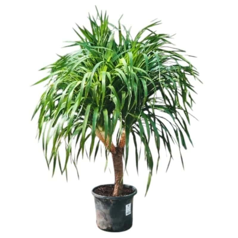 Dracaena Draco Multi Branched