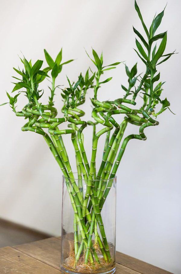 Dracaena sanderiana (Lucky Bamboo)