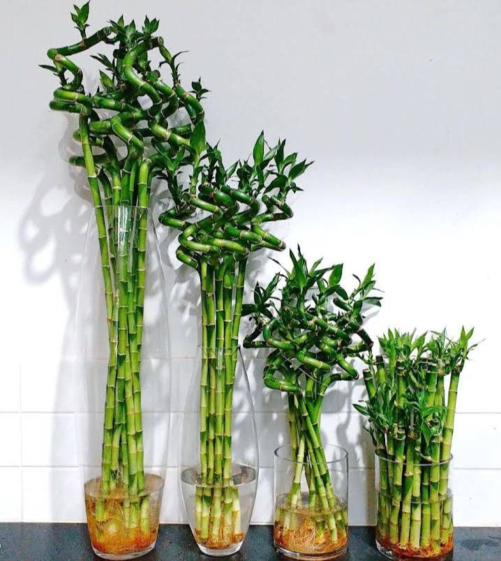Dracaena sanderiana (Lucky Bamboo)