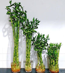Dracaena sanderiana (Lucky Bamboo)