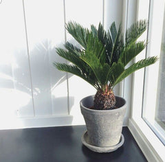 Cycas revoluta